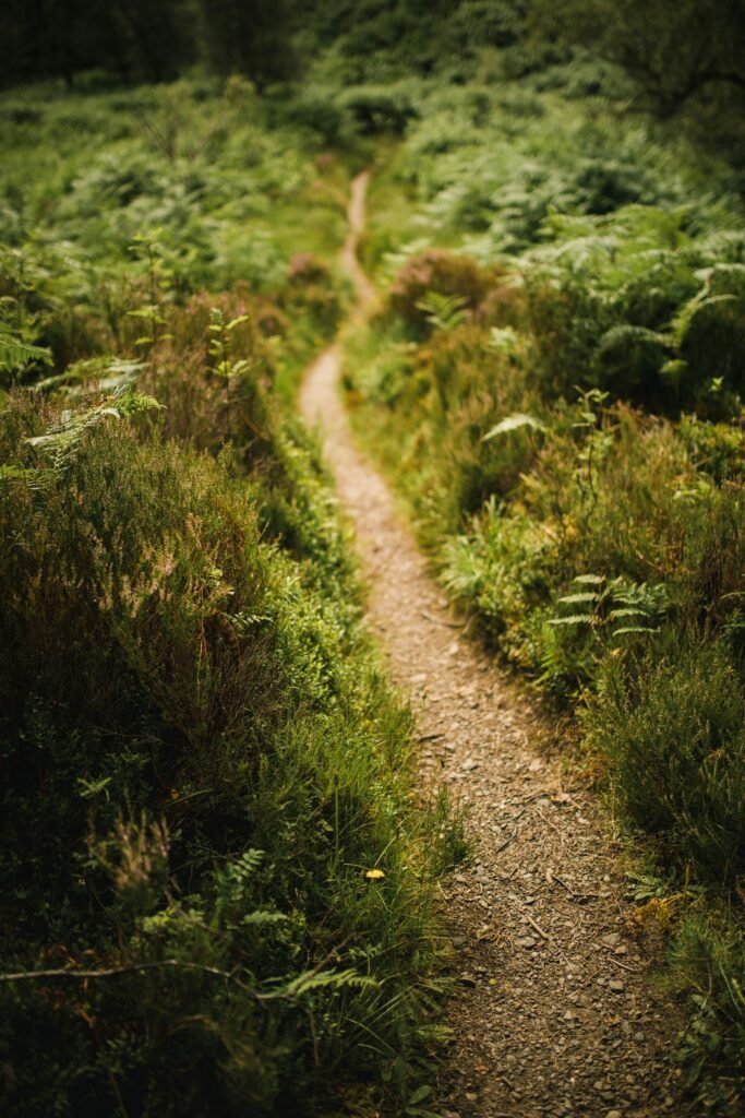 Caminho verde na floresta