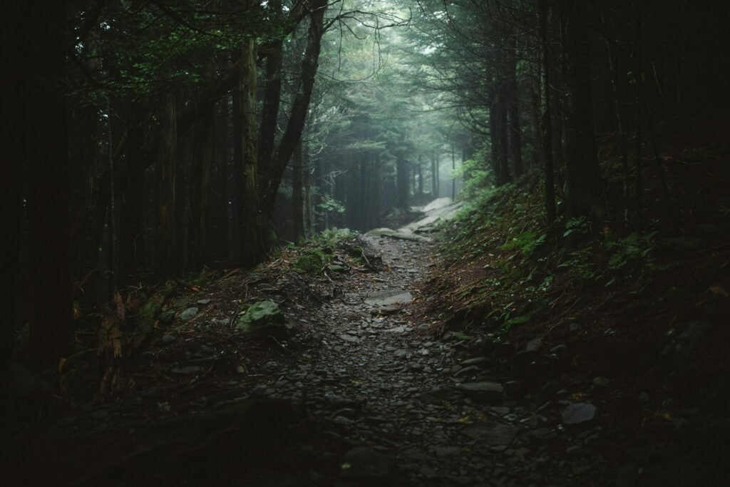 Trilha na floresta com luz