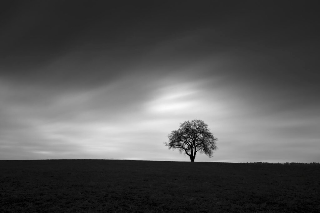 Árvore solitária em campo sob tempestade