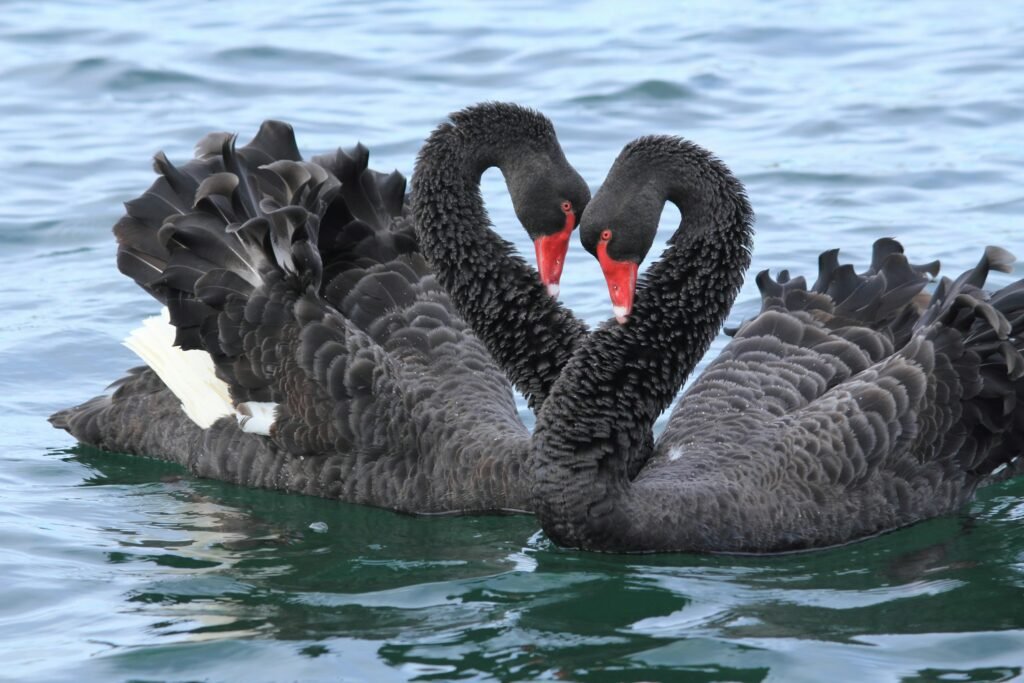 Cisne negro no lago